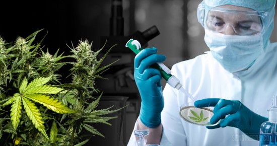 Scientifique et marijuana