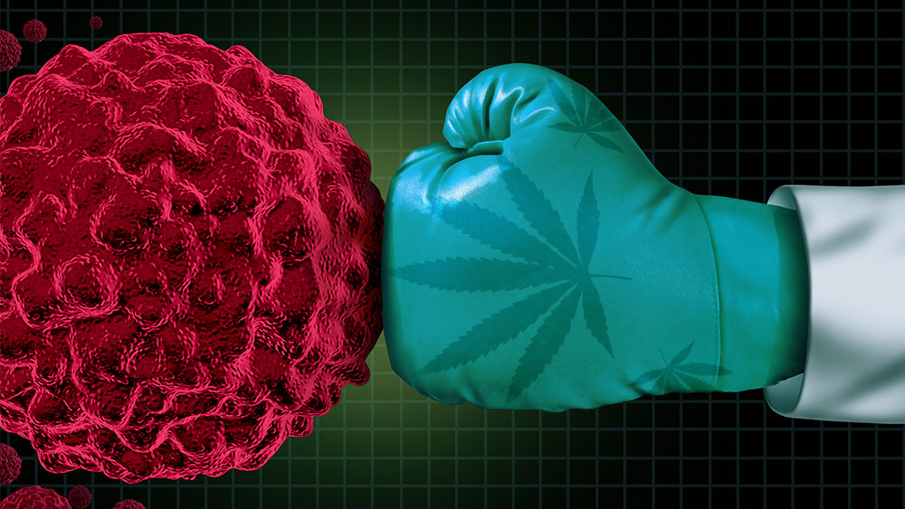 Gant de boxe avec feuilles de cannabis frappant une tumeur cancéreuse