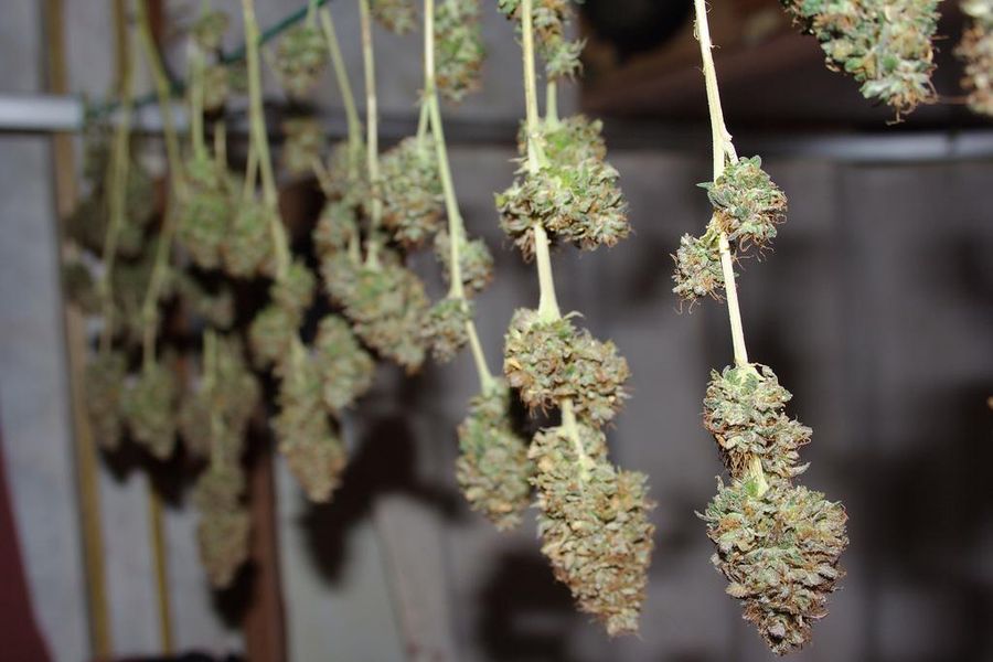 Séchage de têtes de cannabis